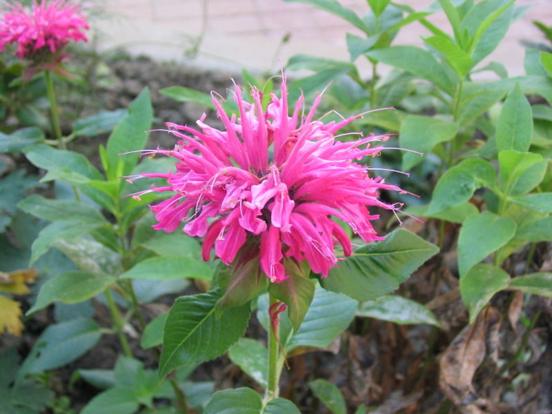 Monarda didyma